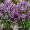 Purple Lilac Live Plants - 2 Pack, 6-12" Tall, Reblooming Syringa Bush - Image 1