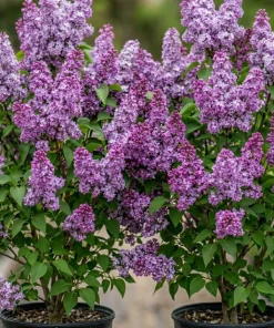 Purple Lilac Live Plants - 2 Pack, 6-12" Tall, Reblooming Syringa Bush - Image 1