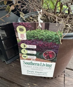 Purple Loropetalum Live Plant - Chinese Fringe Flower Evergreen Shrub - Image 2