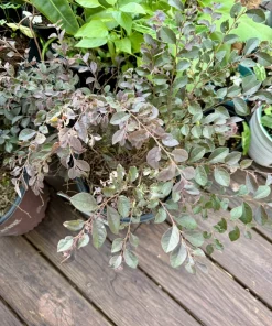 Purple Loropetalum Live Plant - Chinese Fringe Flower Evergreen Shrub - Image 3