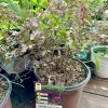 Purple Loropetalum Live Plant - Chinese Fringe Flower Evergreen Shrub - Image 1