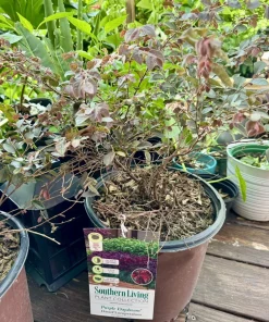 Purple Loropetalum Live Plant - Chinese Fringe Flower Evergreen Shrub - Image 1