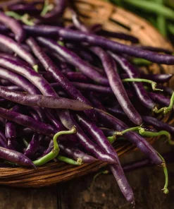 Purple Mart Tsu Yard Long Bean Seeds – Vining Legume – 10 Seeds – Outdoor - Image 2