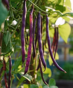 Purple Mart Tsu Yard Long Bean Seeds – Vining Legume – 10 Seeds – Outdoor - Image 3