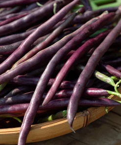 Purple Mart Tsu Yard Long Bean Seeds – Vining Legume – 10 Seeds – Outdoor - Image 4
