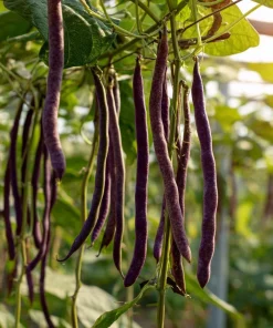 Purple Mart Tsu Yard Long Bean Seeds – Vining Legume – 10 Seeds – Outdoor - Image 5