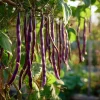 Purple Mart Tsu Yard Long Bean Seeds – Vining Legume – 10 Seeds – Outdoor - Image 1