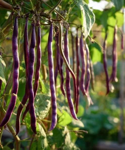 Purple Mart Tsu Yard Long Bean Seeds – Vining Legume – 10 Seeds – Outdoor - Image 1