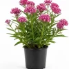 Purple Milkweed Live Plant - Colorful Perennial, 4-6 Inch Tall, Outdoor Garden - Image 1