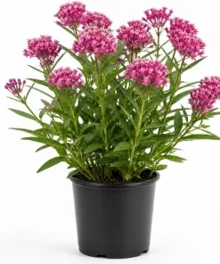 Purple Milkweed Live Plant - Colorful Perennial, 4-6 Inch Tall, Outdoor Garden - Image 1