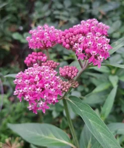 Purple Milkweed Live Plant - Colorful Perennial, 4-6 Inch Tall, Outdoor Garden - Image 2