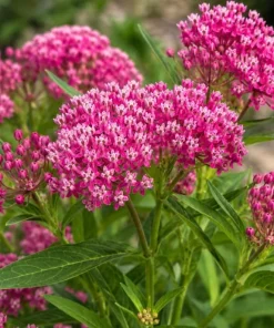Purple Milkweed Live Plant - Colorful Perennial, 4-6 Inch Tall, Outdoor Garden - Image 3