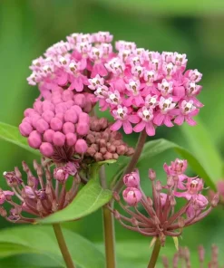 Purple Milkweed Live Plant - Colorful Perennial, 4-6 Inch Tall, Outdoor Garden - Image 4