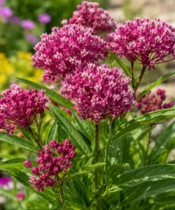 Purple Milkweed Live Plants - 2 Pack, 4-6 Inch Tall Perennial for Outdoor Gardens - Image 2