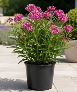 Purple Milkweed Live Plants - 2 Pack, 4-6 Inch Tall Perennial for Outdoor Gardens - Image 4