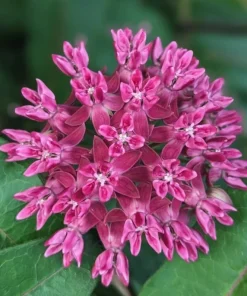 Purple Milkweed Live Plants - 2 Pack, 4-6 Inch Tall Perennial for Outdoor Gardens - Image 5