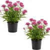 Purple Milkweed Live Plants - 2 Pack, 4-6 Inch Tall Perennial for Outdoor Gardens - Image 1