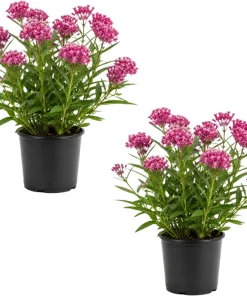 Purple Milkweed Live Plants - 2 Pack, 4-6 Inch Tall Perennial for Outdoor Gardens - Image 1
