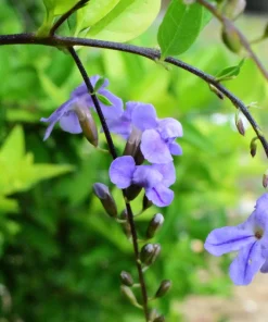 Purple Monkey Flower Seeds - Mimulus Ringens - 250 Seeds for Garden - Image 2