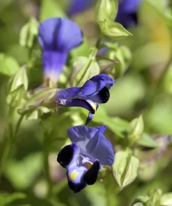 Purple Monkey Flower Seeds - Mimulus Ringens - 250 Seeds for Garden - Image 3