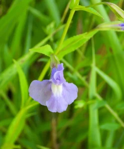 Purple Monkey Flower Seeds - Mimulus Ringens - 250 Seeds for Garden - Image 4
