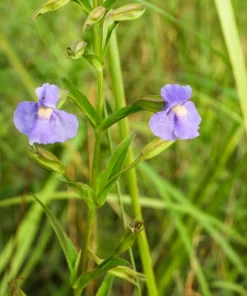 Purple Monkey Flower Seeds - Mimulus Ringens - 250 Seeds for Garden - Image 5
