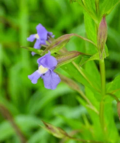 Purple Monkey Flower Seeds - Mimulus Ringens - 250 Seeds for Garden - Image 6