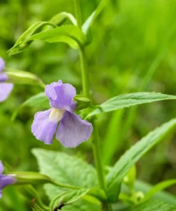 Purple Monkey Flower Seeds - Mimulus Ringens - 250 Seeds for Garden - Image 7