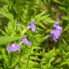 Purple Monkey Flower Seeds - Mimulus Ringens - 250 Seeds for Garden - Image 1