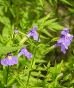 Purple Monkey Flower Seeds - Mimulus Ringens - 250 Seeds for Garden - Image 1