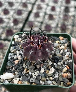 Purple Neochilenia Jussieui Cactus Live Plant, Rare, 3.5" Pot - Image 2