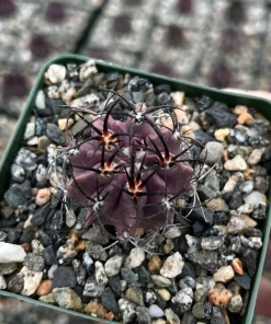 Purple Neochilenia Jussieui Cactus Live Plant, Rare, 3.5