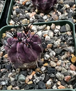 Purple Neochilenia Jussieui Cactus Live Plant, Rare, 3.5