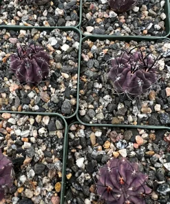 Purple Neochilenia Jussieui Cactus Live Plant, Rare, 3.5