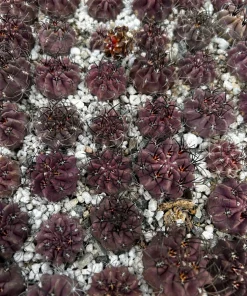 Purple Neochilenia Jussieui Cactus Live Plant, Rare, 3.5