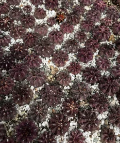 Purple Neochilenia Jussieui Cactus Live Plant, Rare, 3.5