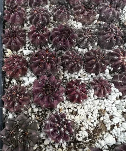 Purple Neochilenia Jussieui Cactus Live Plant, Rare, 3.5