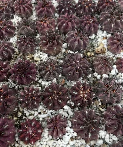 Purple Neochilenia Jussieui Cactus Live Plant, Rare, 3.5