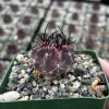 Purple Neochilenia Jussieui Cactus Live Plant, Rare, 3.5" Pot - Image 1