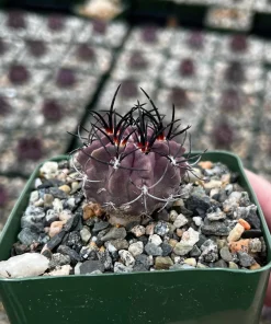 Purple Neochilenia Jussieui Cactus Live Plant, Rare, 3.5" Pot - Image 1