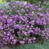 Purple New England Aster Flower Seeds - 100 Michaelmas Daisy Seeds - Fall Blooms - Image 1