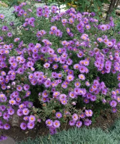 Purple New England Aster Flower Seeds - 100 Michaelmas Daisy Seeds - Fall Blooms - Image 1