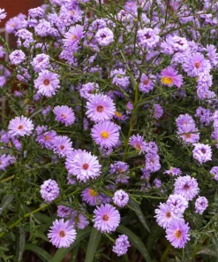 Purple New England Aster Flower Seeds - 100 Michaelmas Daisy Seeds - Fall Blooms - Image 3