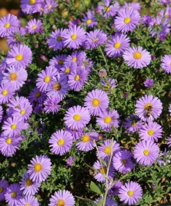 Purple New England Aster Flower Seeds - 100 Michaelmas Daisy Seeds - Fall Blooms - Image 8
