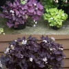 Purple Oxalis Live Plant - Oxalis triangularis Shamrock Potted Houseplant - Image 1