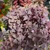 Purple Oxalis Live Plant - Oxalis triangularis Shamrock Houseplant - Image 1
