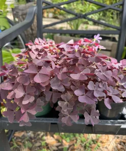 Purple Oxalis Live Plant - Purple Shamrock Houseplant, Oxalis Triangularis - Image 2
