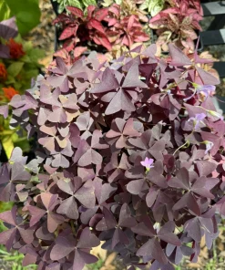 Purple Oxalis Live Plant - Purple Shamrock Houseplant, Oxalis Triangularis - Image 1
