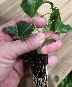 Purple Passion Fruit Live Plant - Edible Climbing Vine, 4-6" Tall Starter - Image 2
