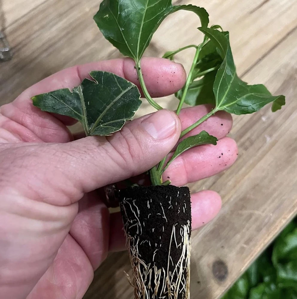 Purple Passion Fruit Live Plant - Edible Climbing Vine, 4-6" Tall Starter - Image 2